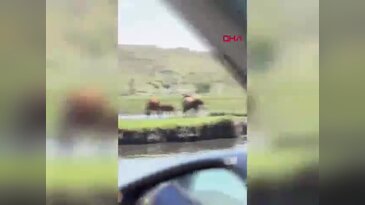 Yürekleri ağza getiren anlar! Suya düşen tay için canını hiçe saydı