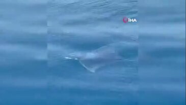 Çanakkale açıklarında nadir görüntü! Dev manta vatozu kameralara böyle yansıdı