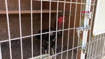 Bursa'da evde kurulan yasa dışı dövüş ringine operasyon! Bitap halde bulundu, 650 bin liralık ceza kesildi...