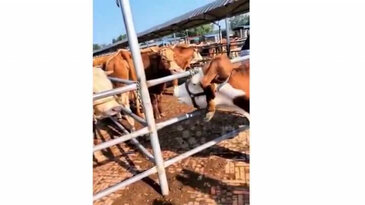 Gören bir daha bakıyor: İneğin kafasında 'bacak' çıktı!