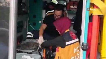Bursa'da mucize kurtuluş! Anne kedi ve 2 yavrusuna hayat kurtaran müdahale...