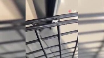 Bursa'da nadir görülen böcek görüntülendi! İlginç görünümü dikkat çekti