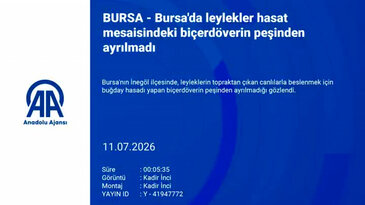 Bursa'da leylekler hasat mesaisindeki biçerdöverin peşinden ayrılmadı