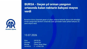Bursa'daki o bahçenin hikayesi herkesi şaşırtıyor! Mucize gibi...