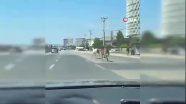 Bursa'da atlar trafiğe çıktı!