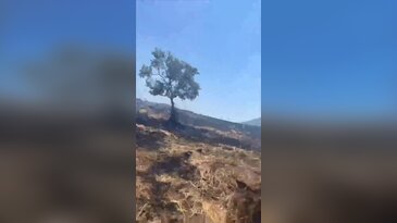 Bursa'da anız yangını faciaya dönüşecekti! Son anda önlendi