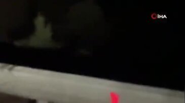 Bursa'da gece karşılarına ayı yavruları çıktı! O anlar kamerada