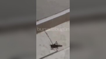 Bursa'da dev çekirge paniği! Balkonlara ve evlerin çevresine kadar geldiler
