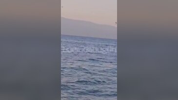 Mudanya Altıntaş Sahili'nde yunus sürprizi...