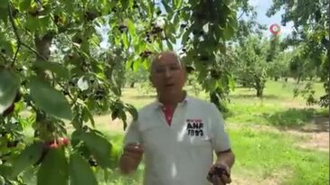 Bursa'da yetişiyor, dünyaya satılıyor! Talep her geçen gün artıyor...