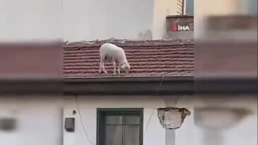 Kahvehanedekiler oyunu bıraktı! Bursa'da gören telefona sarıldı