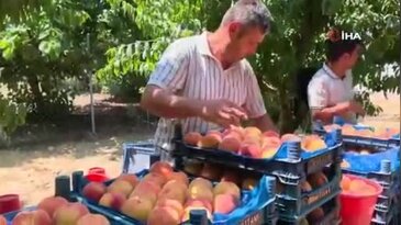 Bursa'da şeftali hasadı başladı! Üreticiden ihracat ve fiyat çağrısı