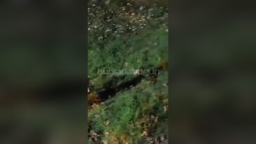 Bursa'da gece yarısı şaşırtan görüntü! Mahalleye kadar indi