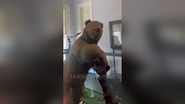 Bursa'da yıllardır sergilenen Yumak'ın hikayesini duyan şaşırıyor!