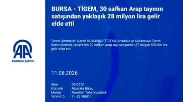 Karacabey'de Arap tayları için büyük ihale: 27,5 milyon liralık satış
