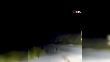 Far ışığını gören dev tavşan kaçtı