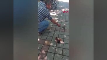 Bursa'da çay bahçesinde yanına gelen sincap ve kumruyu çekirdekle besledi!