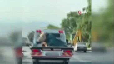 Gören cep telefonuna sarıldı! Çekici bu kez araç değil, öyle bir şey taşıdı ki...
