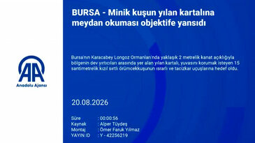 Bursa'da şaşırtan doğa olayı!