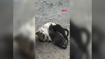 Görenler şaşkına döndü: Köpek, yavru kedileri emzirdi