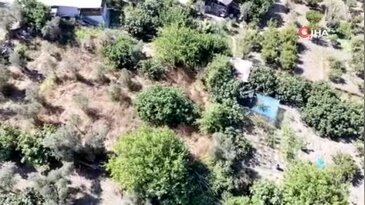 Avrupa'nın gözde meyvelerinden "Bursa Siyahı" incirinde hasat başladı