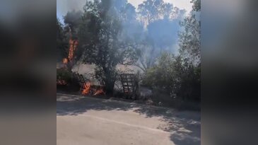 Bursa'da yangının adresi bu sefer zeytinlik!
