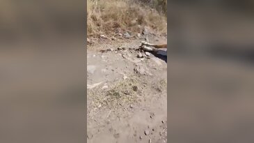 Emeği, gözlerinin önünde böyle yok oldu: Eli bıçak tutan herkes gelsin