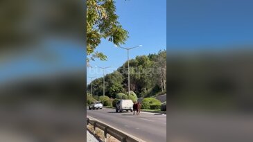 Bursa'da kaçan danaya kepçeli müdahale: Telef oldu...