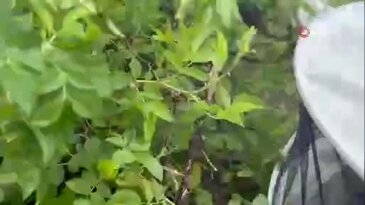Görenler şaşkına döndü! Binlerce arı çalılığı böyle kapladı