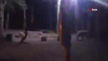 Uludağ'da çadır kuran ailenin yanına aç kalan ayı geldi