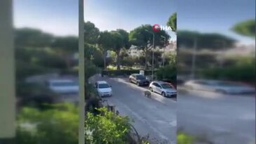 Domuz sürüsü mahalleye indi, kafalarına göre dolaştılar...