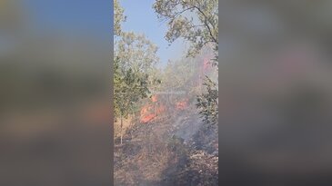 Bursa'da alevler ağaçlara sıçradı! Kırsalda korkutan yangın