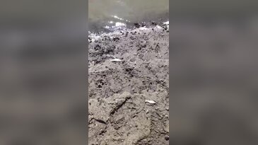 Bursa'da tedirgin eden manzara: Binlerce balık ölü bulundu