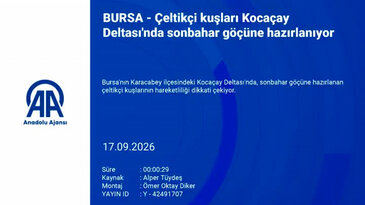 Bursa'da sonbahar göçü öncesi çeltikçi kuşlarının hareketliliği dikkat çekti