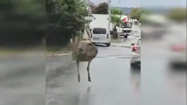 Deve kuşu evden kaçtı! İşte kaçtığı görüntüler