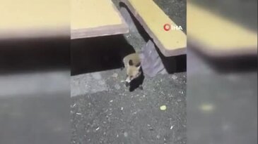 Bursa'da beklenmedik ziyaret! Vatandaşların yanına gelip cips yedi...