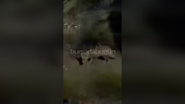 Bursa'da mangal alanında sürpriz misafir: Tilki böyle görüntülendi