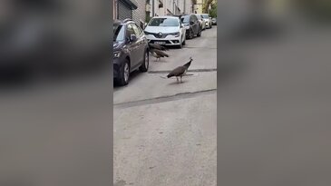 Bursa'da sokakta tavus kuşu şaşkınlığı! Dört kuş bir anda ortaya çıktı