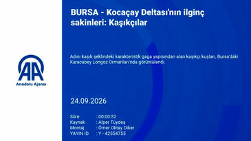 Bursa'da doğanın nadir misafirleri görüntülendi!