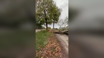 Bursa'da fırtına nedeniyle ağaç devrildi! Yol kapandı