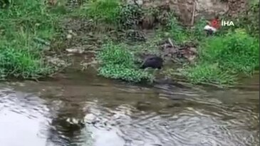Türkiye'nin en süzgün kanatları Bursa'da yem ararken objektife yakalandı!
