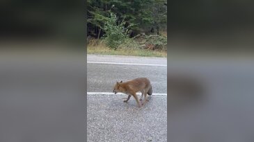 Uludağ'da yaban hayatla sevimli karşılaşma!