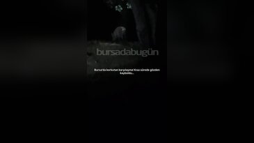 Bursa'da korkutan karşılaşma! Kısa sürede gözden kayboldu...