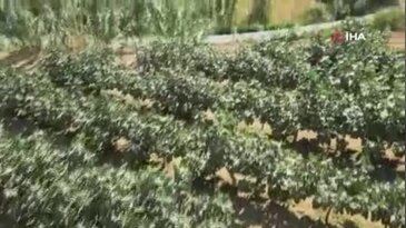 Bursa'dan aldığı ilhamı bahçesine taşıdı! Sonuç yüzünü güldürdü