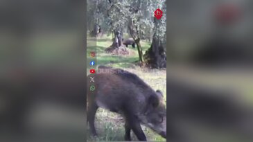 Bursa'da yaban hayatı fotokapanlara yansıdı! Domuzlar ve tilkiler zeytinliklerde