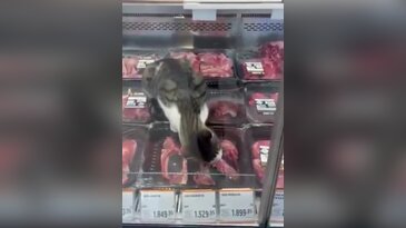 Bursa'da markette şaşkına çeviren olay! Kasap reyonuna kadar girdi