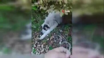 Bursa'da yürek burkan olay! Köpek ölüm tuzağına yakalandı