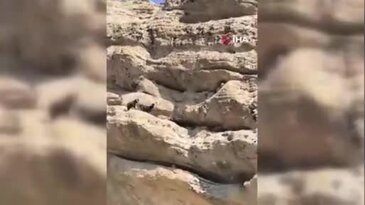 Tunceli'de 70 metre yükseklikte mahsur kalan keçiler için seferber oldular!