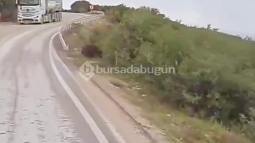Bursa'da yaban domuzu ve yavruları araç kamerasına yansıdı