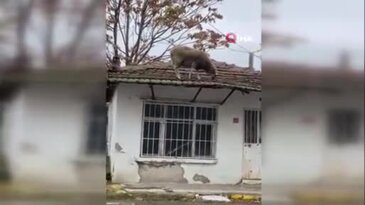 Çatıya çıkan koyun şaşırttı: Görenler kameraya sarıldı